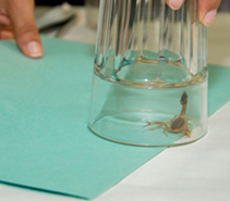 Captura de un ejemplar