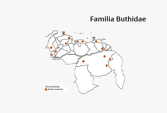 Buthidae Ananteri...