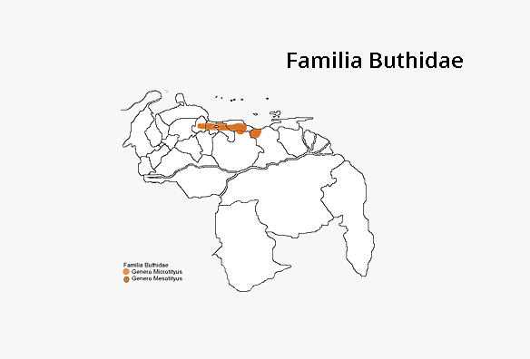 Buthidae Microtit...