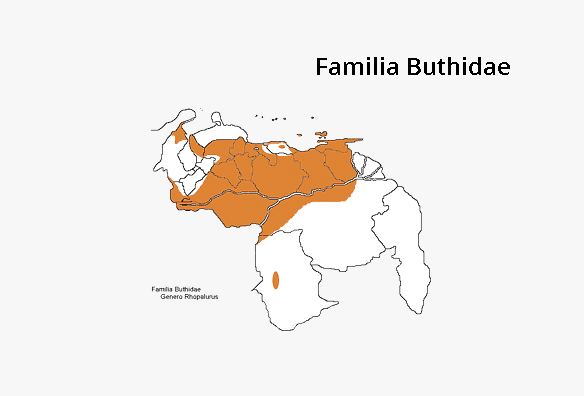Buthidae Rhopalur...