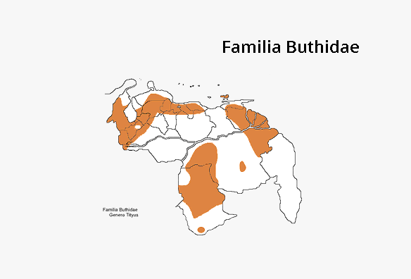 Buthidae Tityus